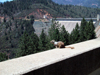 shasta_squirrel