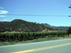 napa_vineyard