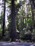 svs_redwoods